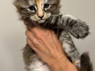 Maine coon XXXL Kitten - Würzburg