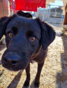 Ginny von kettenlos - Bollingstedt