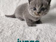 Bkh kitten Reinrassig - Düsseldorf