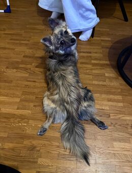 Ein neues & liebevolles Zuhause für Cookie - Düsseldorf