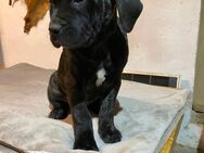 Cane Corso/ Dogo Canario Welpen - Thale