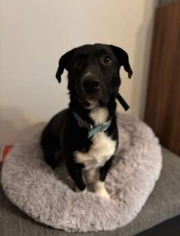 Sam sucht eine neue Familie - Neustadt (Rübenberge)