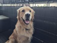 Deckrüde Golden Retriever - Bubsheim