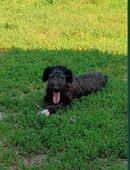 Zuhause gesucht in 97776