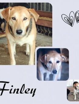 Finley - Köln