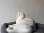 BKH Katze sucht neu zu Hause - Bad Oeynhausen