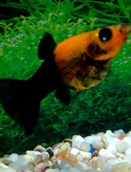 Molly Lyra gold-schwarz - Hohenroth