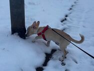 Jack Russel Chihuahua Mix - Halle (Saale)