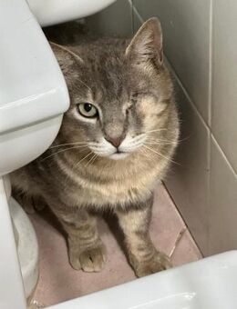 Gizmo Herzensbrecher auf vier Pfoten - Oberhausen (Rheinland-Pfalz)