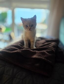Das letzte BKH Kitten 15 Wochen (Mädchen) - Nastätten