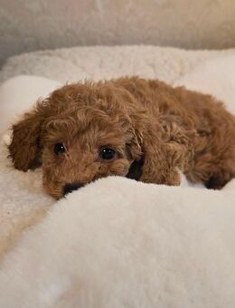 Zwergpudelwelpen/toy - Borgholzhausen Cleve