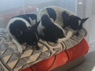 Chihuahua Hunde - Geretsried Zentrum