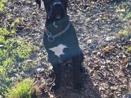 Cane Corso Reinrassig 6 Monate - Freiburg (Breisgau)