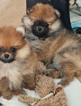 Pomeranian Zwergspitz Welpen - Eberswalde