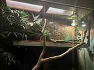 Leopardgecko und/oder Terrarium - Hannover Misburg-Anderten