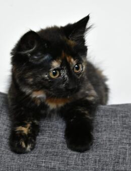 Liebe und verschmuste Maincoon Mix kitten - Korschenbroich