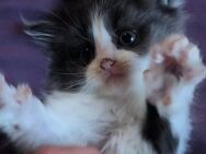 Maine Coon Perser Mix - Weißenborn (Hessen)
