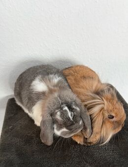 Liebevolle Kaninchen - Dortmund Lichtendorf