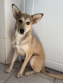 🆘Liebe Gasha sucht dringend Hilfe🌸 - Eislingen (Fils)