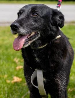 Old Lady Gita 💗 die pure Herzenshündin - Hamburg