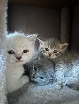 BKH KITTEN - ABGABEBEREIT - Hausham