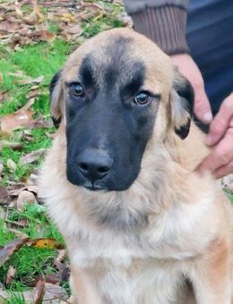 Bear sucht seine Seelenmenschen - Oberhausen