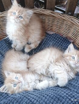 Wunderschöne Maine -Coon- Norweger mischlingskitten - Werdau