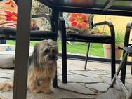 Candy, super süßes Mädchen (Yorkie - Mi - Köln