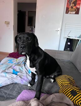 Labrador mix abzugeben - Wilhelmshaven