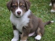 Australian Shepherd Welpen mit ASCA Pap. suchen ein liebevolles Zuhause - Wanderup