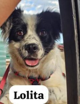 Lolita wurde zum Opfer - Berlin