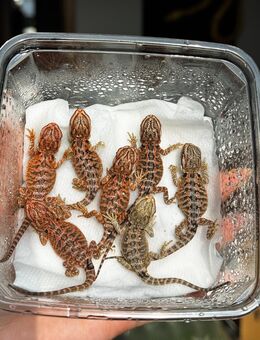 Farb-Bartagamen Nachwuchs Pogona Vitticeps - Hünfeld (Konrad-Zuse-Stadt) Zentrum
