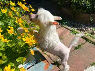 Chinese Crested Welpe - Hoort