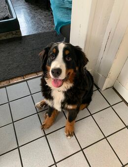 Berner Sennenhündin - Köln