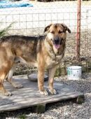 AMIRO - Training ist die perfekte Sache in 51491