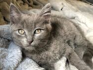 Babykatzen / Kitten BKH - Niederelbert