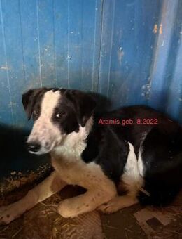 Drei Brüder suchen ihre Familien - Beltheim