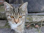 Verschmuste Katze Kitten sucht ein neues Zuhause - Gera