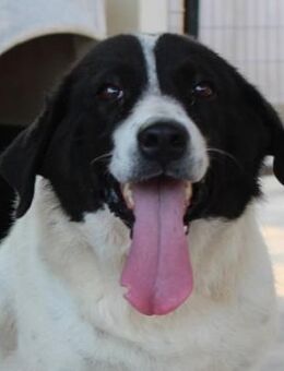 Mariel, geb. ca. 08/2016, Griechenland - Euskirchen