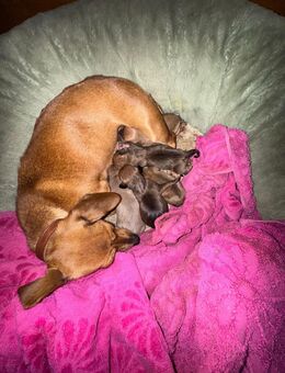 5 süße Jack Russell chiwawa mischlinge - Rahden