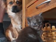 Maine Coon Junge in black smoke - Murrhardt