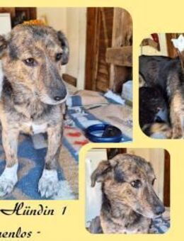 Kleine Hündin MIRA - Köln