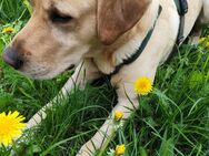 Labrador Deckrüde - Mühlhausen (Thüringen)