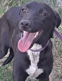 🐾Fröhlicher Junghund Blacky💫 - Eislingen (Fils)