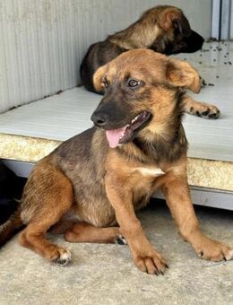 Hope - lieb, zierliches Welpenmädchen - Hamburg