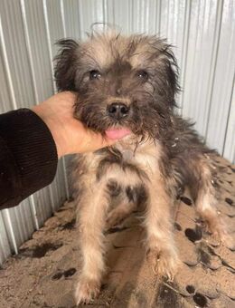 B704 sucht seine Liebe Frisöse - Neuberg