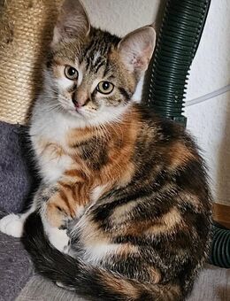 Kleine Katze sucht neues Zuhause - Duisburg