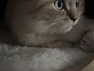 BKH Kater - Lüneburg