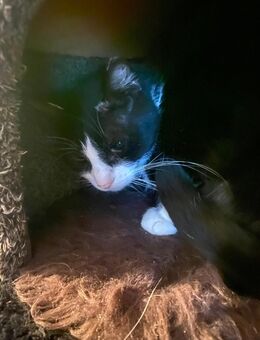 Liebevoller Kater suchst zu Hause - Berlin Marzahn-Hellersdorf