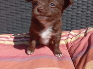 Chihuahua Welpe rüde braun langhaar - Berlin